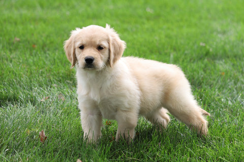 AKC Registered Golden Retriever For Sale Fredericksburg, OH Male- Alfred