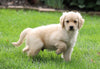 AKC Registered Golden Retriever For Sale Fredericksburg, OH Male- Alfred