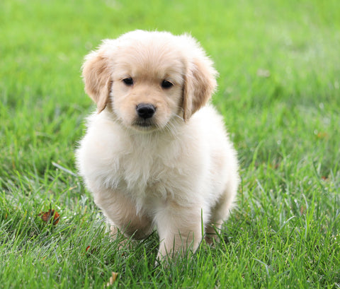 AKC Registered Golden Retriever For Sale Fredericksburg, OH Male- Arney