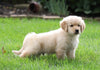AKC Registered Golden Retriever For Sale Fredericksburg, OH Male- Arney