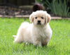AKC Registered Golden Retriever For Sale Fredericksburg, OH Male- Arney