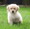 AKC Registered Golden Retriever For Sale Fredericksburg, OH Male- Arney