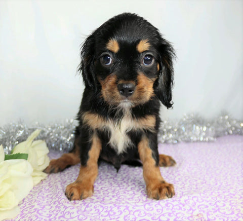 AKC Registered Cavalier King Charles Spaniel For Sale Wooster, OH Male- Charles