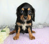 AKC Registered Cavalier King Charles Spaniel For Sale Wooster, OH Male- Charles