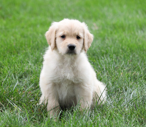 AKC Registered Golden Retriever For Sale Fredericksburg, OH Male- Asher