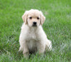 AKC Registered Golden Retriever For Sale Fredericksburg, OH Male- Asher