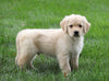 AKC Registered Golden Retriever For Sale Fredericksburg, OH Male- Asher