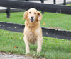 AKC Registered Golden Retriever For Sale Fredericksburg, OH Male- Asher