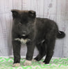 Norwegian Elkhound Hybrid For Sale Danville, OH Male- Bear