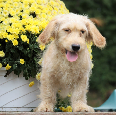 Mini Goldendoodle For Sale Millersburg, OH Male- Max
