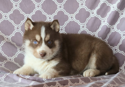 Siberian Husky For Sale Fredericksburg, OH Male- Sailor