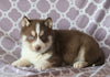 Siberian Husky For Sale Fredericksburg, OH Male- Sailor