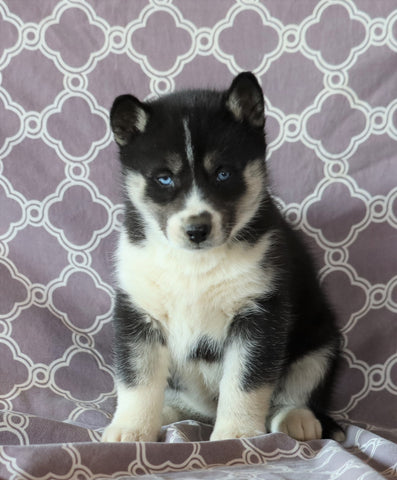 Siberian Husky For Sale Fredericksburg, OH Female- Selena