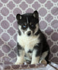 Siberian Husky For Sale Fredericksburg, OH Female- Selena