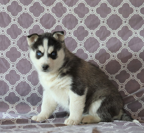 Siberian Husky For Sale Fredericksburg, OH Female- Stella