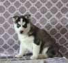 Siberian Husky For Sale Fredericksburg, OH Female- Stella