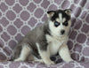 Siberian Husky For Sale Fredericksburg, OH Female- Stella