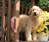 Mini Goldendoodle For Sale Millersburg, OH Male-Brutus