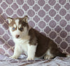 Siberian Husky For Sale Fredericksburg, OH Male- Scotty
