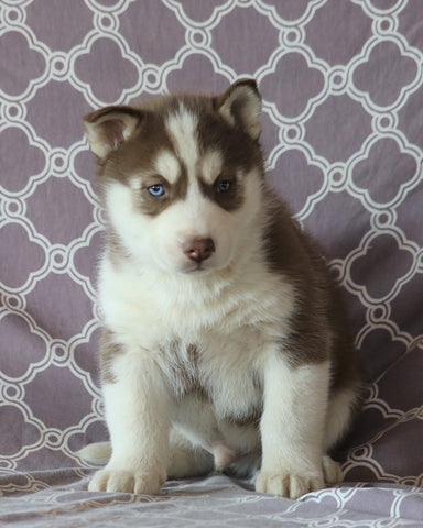 Siberian Husky For Sale Fredericksburg, OH Male- Scotty