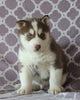 Siberian Husky For Sale Fredericksburg, OH Male- Scotty