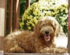 Mini Goldendoodle For Sale Millersburg, OH Male-Bentley