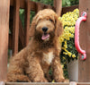 Mini Goldendoodle For Sale Millersburg, OH Male-Bentley