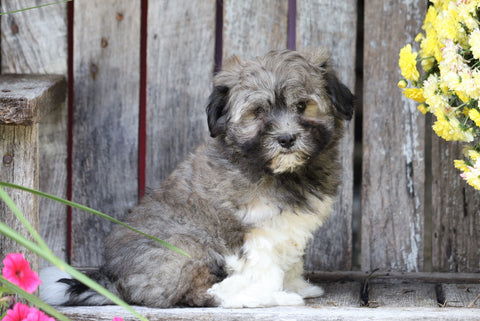 AKC Registered Havanese For Sale Millersburg, OH Male- Teddy