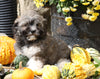 AKC Registered Havanese For Sale Millersburg, OH Male- Teddy