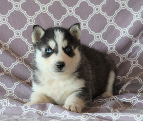Siberian Husky For Sale Fredericksburg, OH Male- Conner