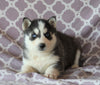 Siberian Husky For Sale Fredericksburg, OH Male- Conner