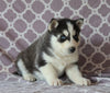 Siberian Husky For Sale Fredericksburg, OH Male- Conner