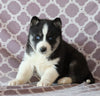 Siberian Husky For Sale Fredericksburg, OH Male- Calvin