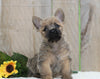 AKC Registered Cairn Terrier For Sale Millersburg, OH Male- Henry