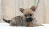 AKC Registered Cairn Terrier For Sale Millersburg, OH Male- Henry