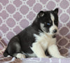 Siberian Husky For Sale Fredericksburg, OH Male- Calvin