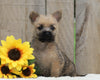 AKC Registered Cairn Terrier For Sale Millersburg, OH Male- Evan