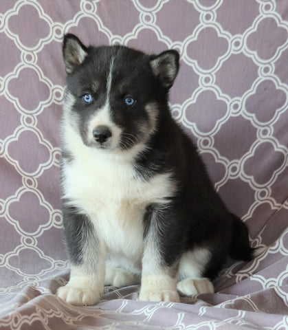 Siberian Husky For Sale Fredericksburg, OH Female- Carmella