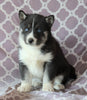 Siberian Husky For Sale Fredericksburg, OH Female- Carmella