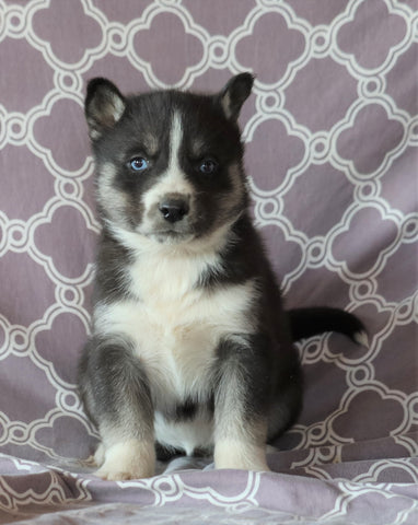 Siberian Husky For Sale Fredericksburg, OH Female- Carey