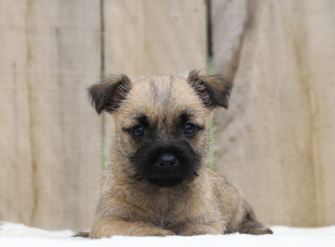 AKC Registered Cairn Terrier For Sale Millersburg, Female- Maggie