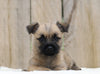 AKC Registered Cairn Terrier For Sale Millersburg, Female- Maggie