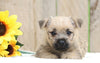 AKC Registered Cairn Terrier For Sale Millersburg, OH Female- Kelsey