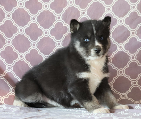 Siberian Husky For Sale Fredericksburg, OH Female- Cassie