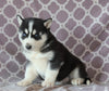 Siberian Husky For Sale Fredericksburg, OH Male- Captain
