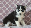 Siberian Husky For Sale Fredericksburg, OH Male- Captain