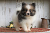 ACA Registered Pomeranian For Sale Millersburg, OH Male- Bruno
