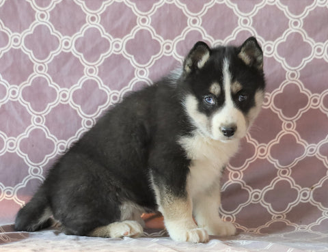 Siberian Husky For Sale Fredericksburg, OH Male- Max