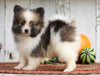 ACA Registered Pomeranian For Sale Millersburg, OH Male- Bruno