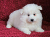 AKC Registered Samoyed For Sale Danville, OH Female- Angel